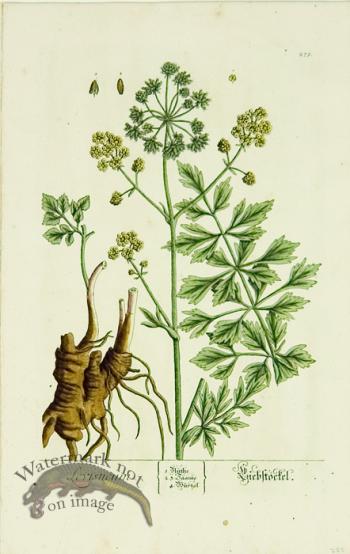 Blackwell German 006